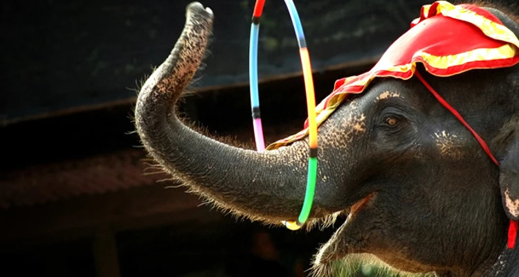 Chú voi buồn - Ảnh minh họa